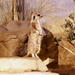 Meerkat On The Lookout by randy23
