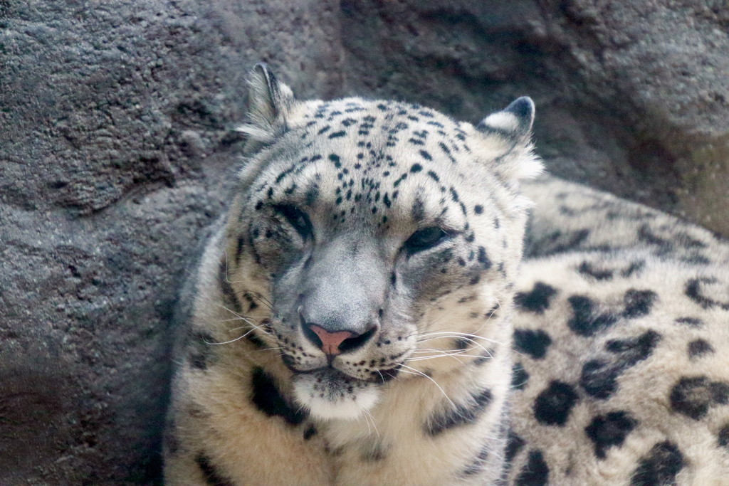 Tired Snow Leopard  by randy23