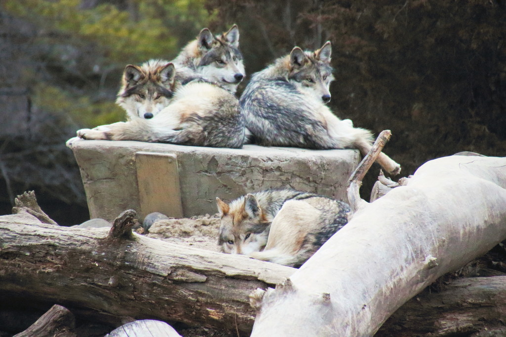 Wolves Resting by randy23