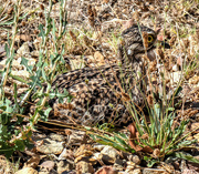 4th Feb 2018 - A well camouflaged Dikkop....