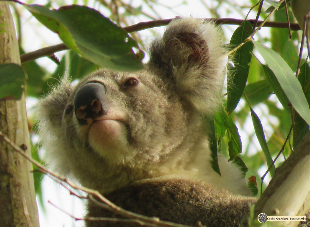 that faraway look by koalagardens