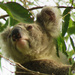 that faraway look by koalagardens