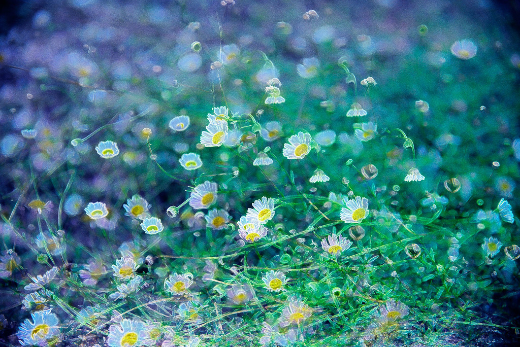 Front yard daisies by jeneurell