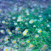 Front yard daisies by jeneurell