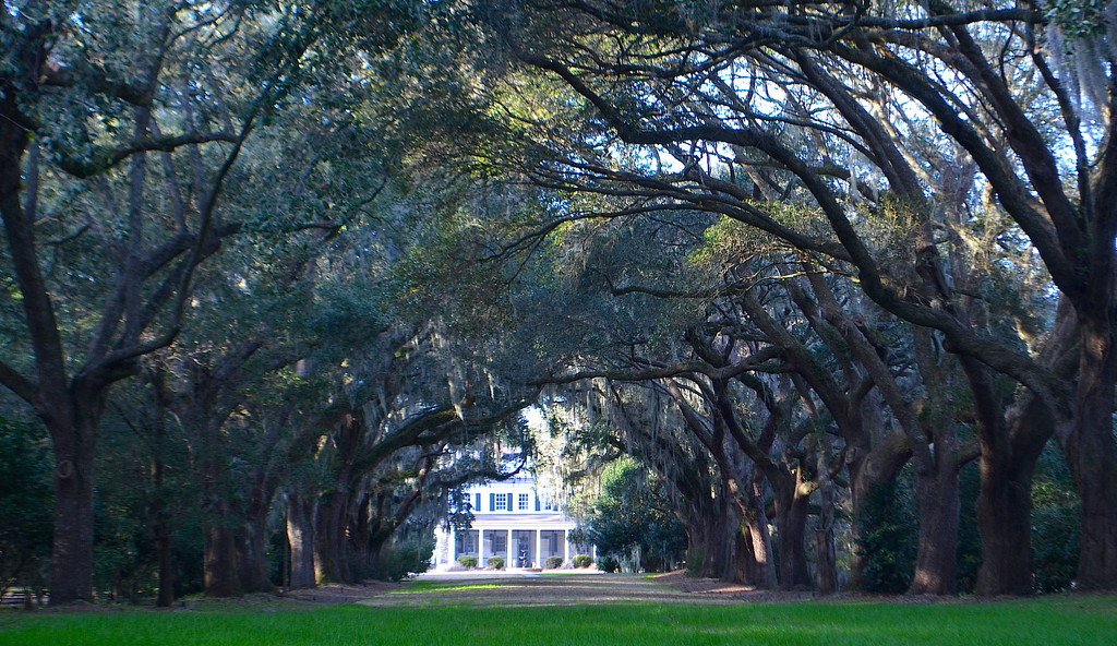 Avenue of live oaks by congaree