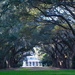 Avenue of live oaks by congaree