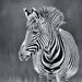 Zebra cropped  by pamknowler