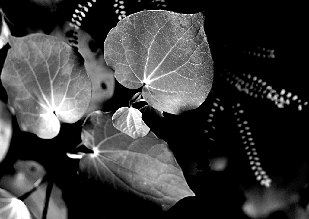 Leaves of the heart by kiwinanna