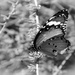 Butterfly by salza
