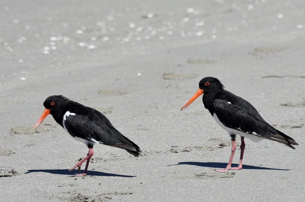 Hungry Oyster Catchers_DSC2725 by merrelyn