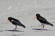 4th Feb 2018 - Hungry Oyster Catchers_DSC2725