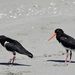 Hungry Oyster Catchers_DSC2725 by merrelyn