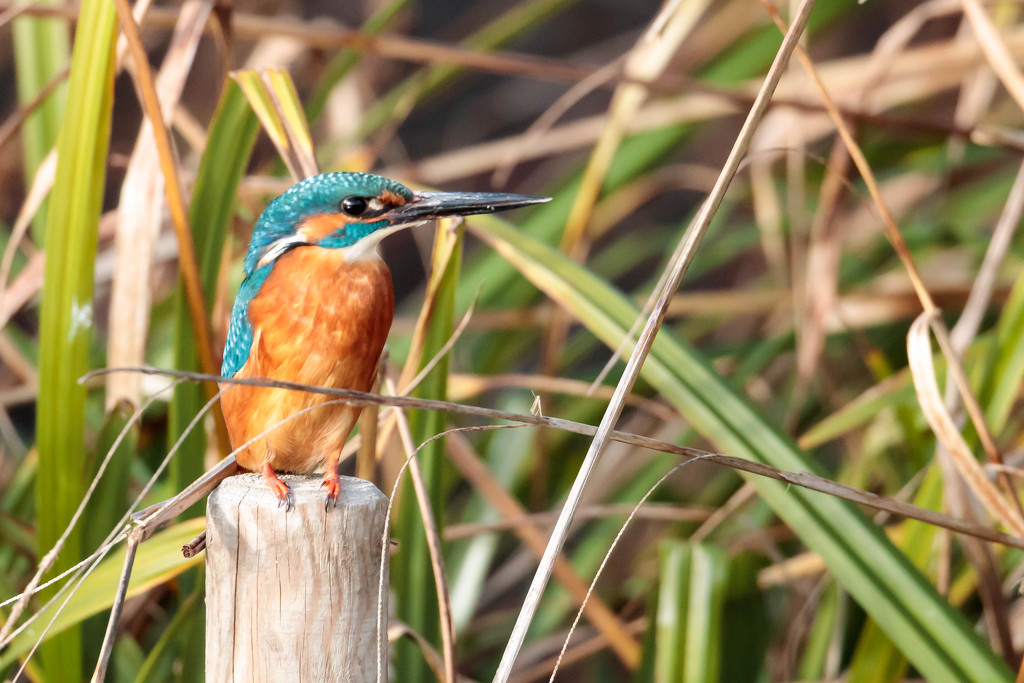 Male Kingfisher-worth carrying a heavy lens for!!! by padlock
