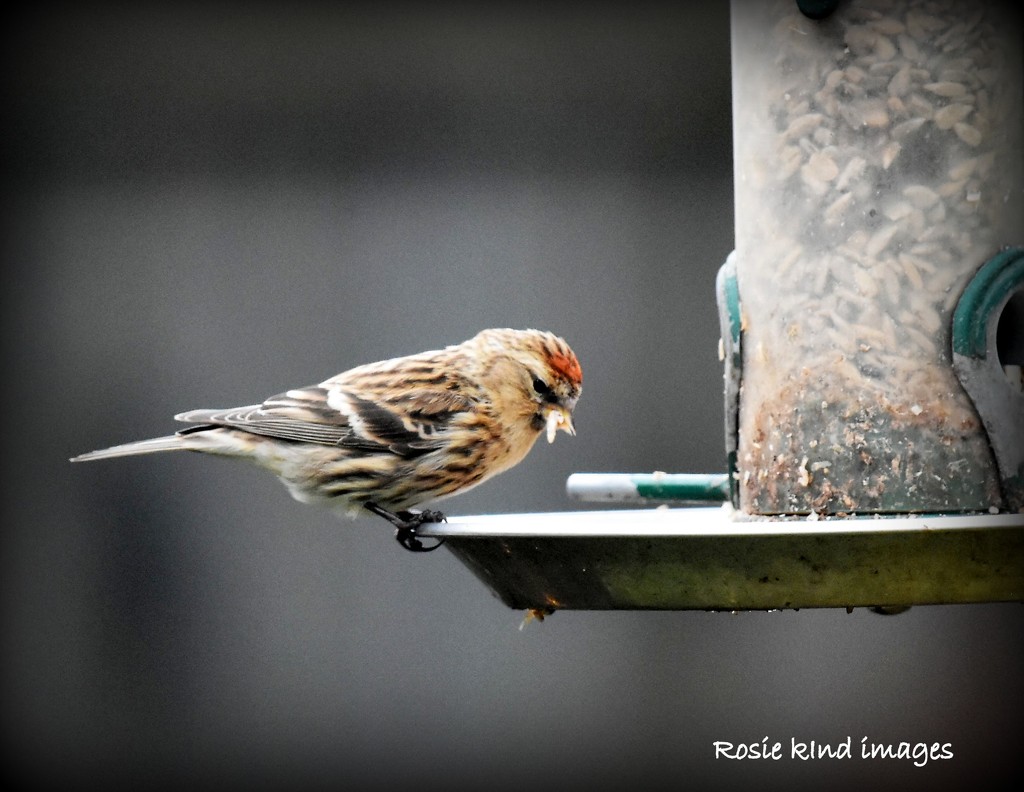 Redpoll by rosiekind