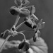 Red Geranium in Black and White by daisymiller