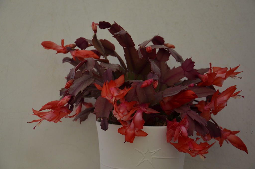 Our Christmas cactus in February by ivanc