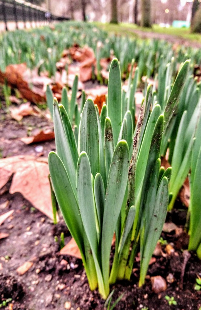 Daffodil shoots by boxplayer