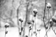 4th Feb 2018 - Watching the snow...