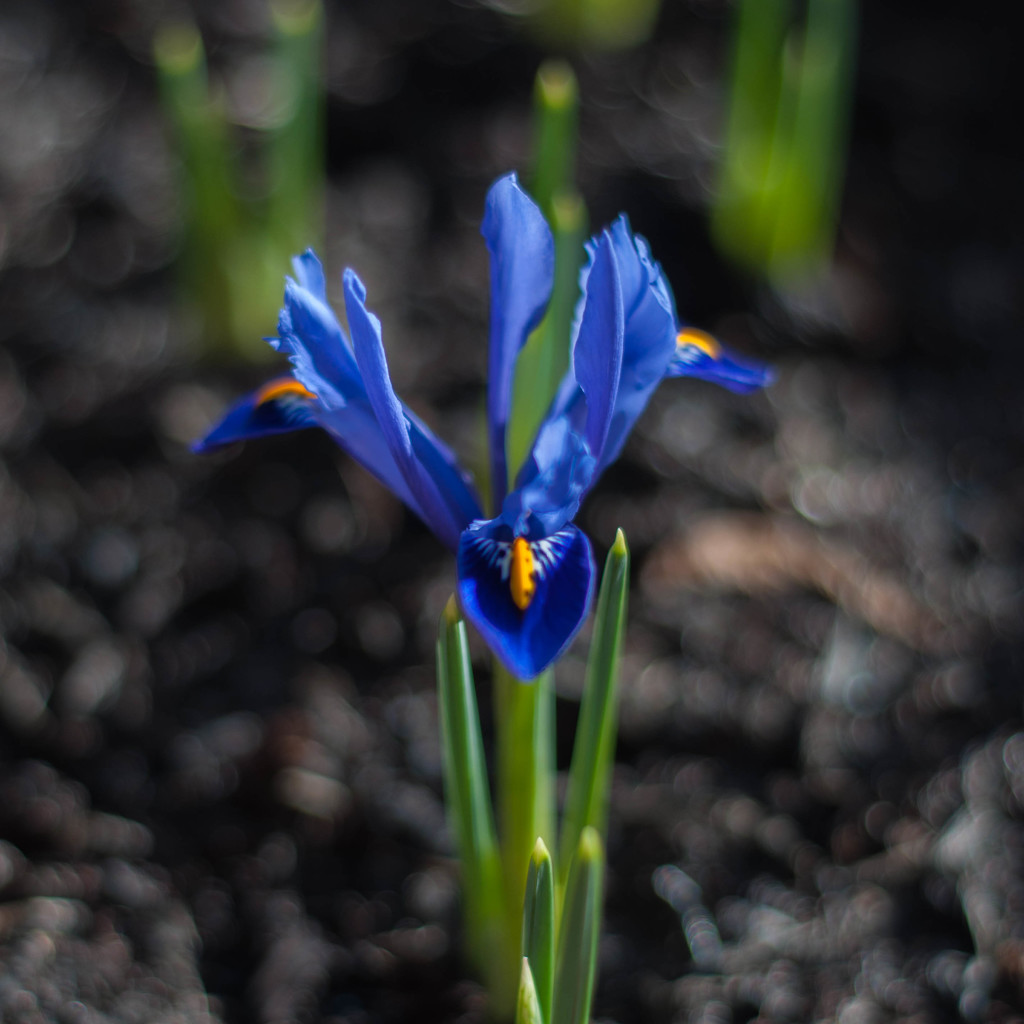 Mini iris by overalvandaan