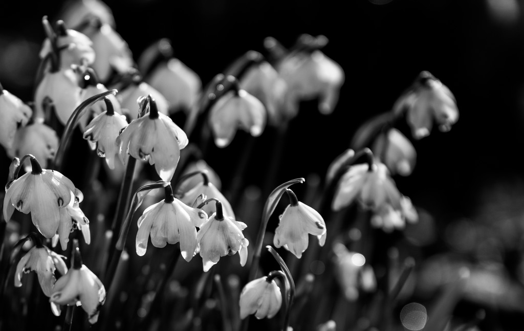 Snowdrops in the sun by inthecloud5
