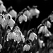 Snowdrops in the sun by inthecloud5
