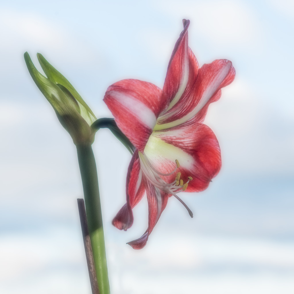 Paimpont 2018: Day 35 - A is for Amaryllis by vignouse