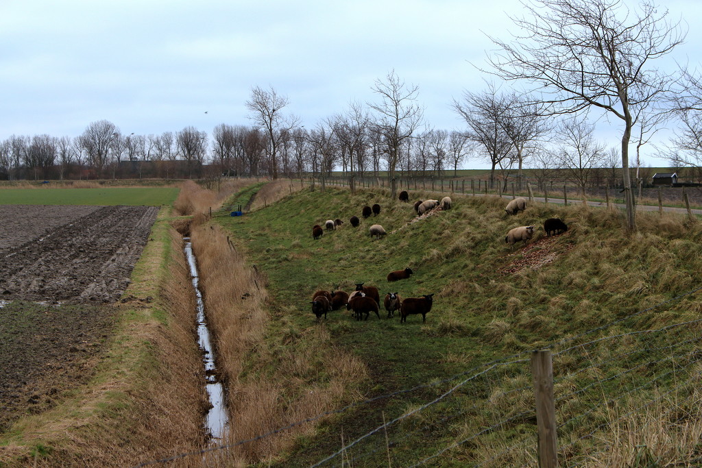 Sheeps, grazing the old small dike. by pyrrhula
