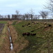 Sheeps, grazing the old small dike. by pyrrhula