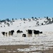 Herd of Yaks by harbie