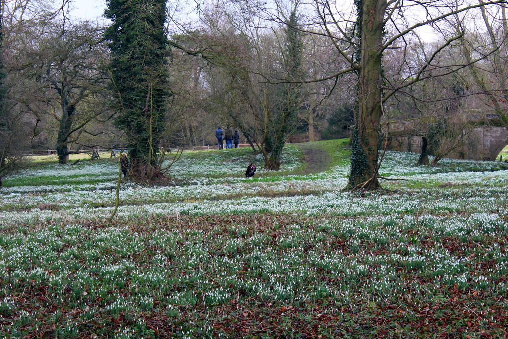 Snowdrops at Walsingham by jeff
