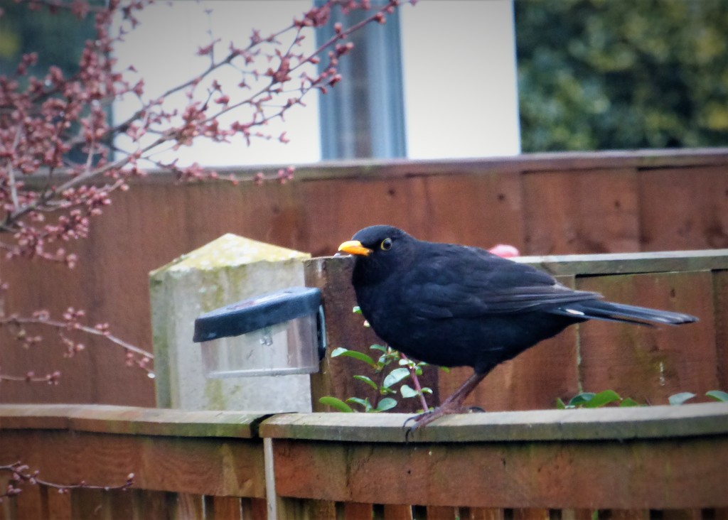 Good morning , Mr Blackbird ! by beryl