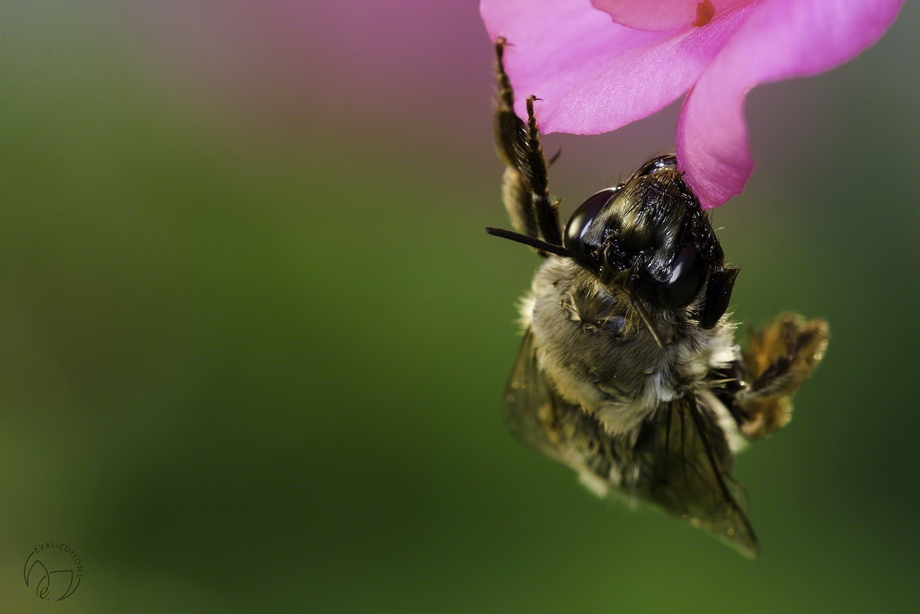 Bee Adventurous  by evalieutionspics