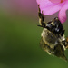 Bee Adventurous  by evalieutionspics