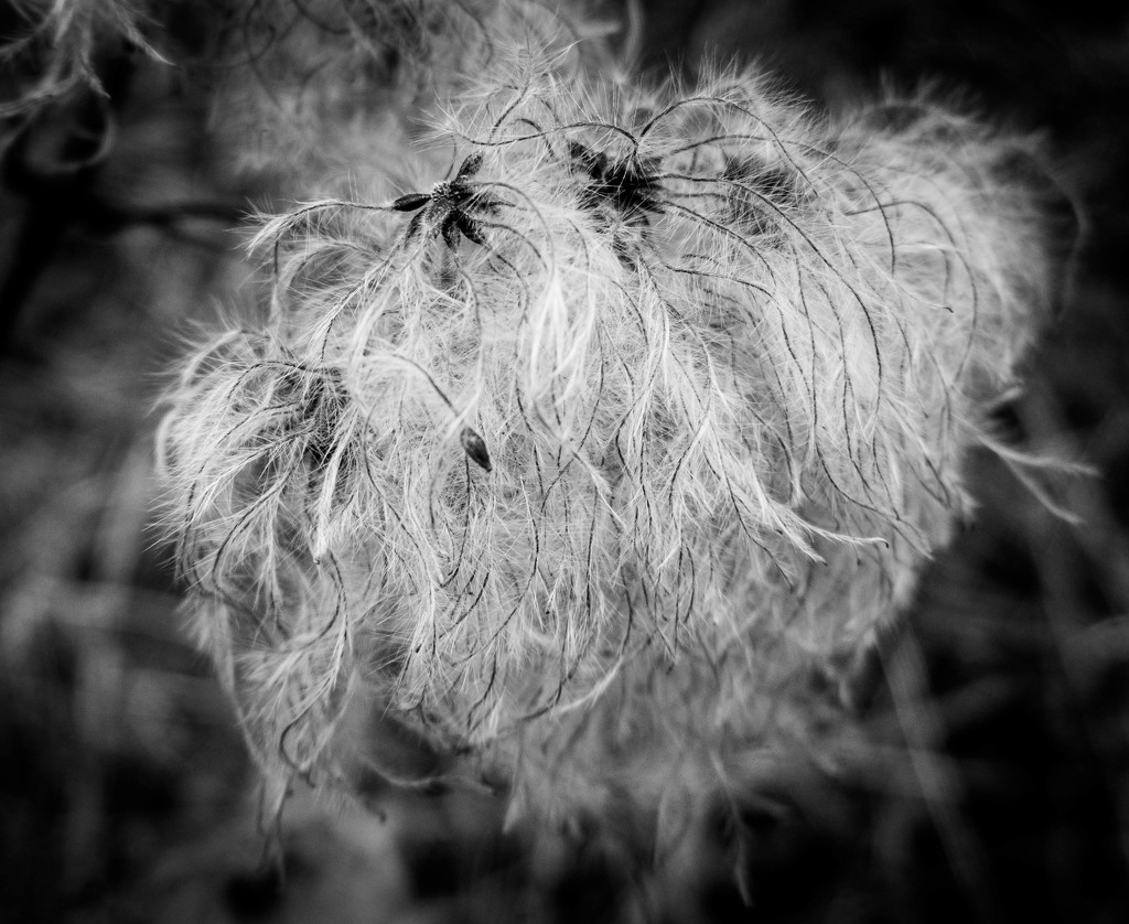 Old mans beard........ by susie1205