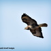 Buzzard in flight by rosiekind