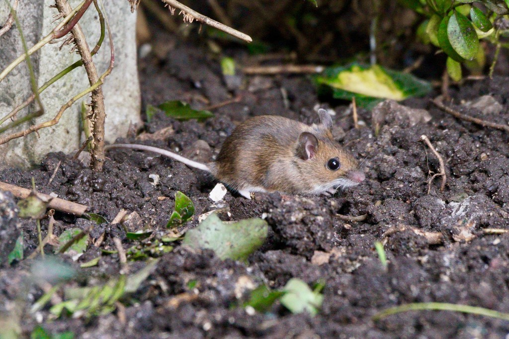 WOOD MOUSE AGAIN by markp
