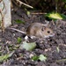WOOD MOUSE AGAIN by markp