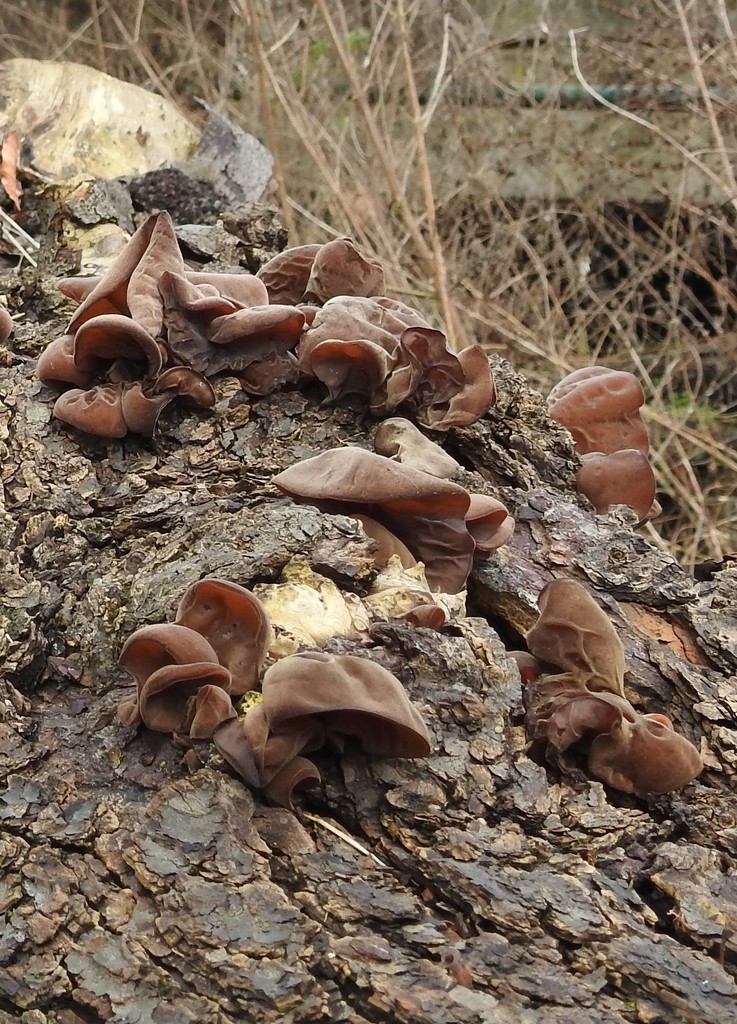 Fungi by oldjosh