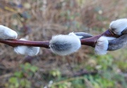 4th Feb 2018 - Pussy Willow
