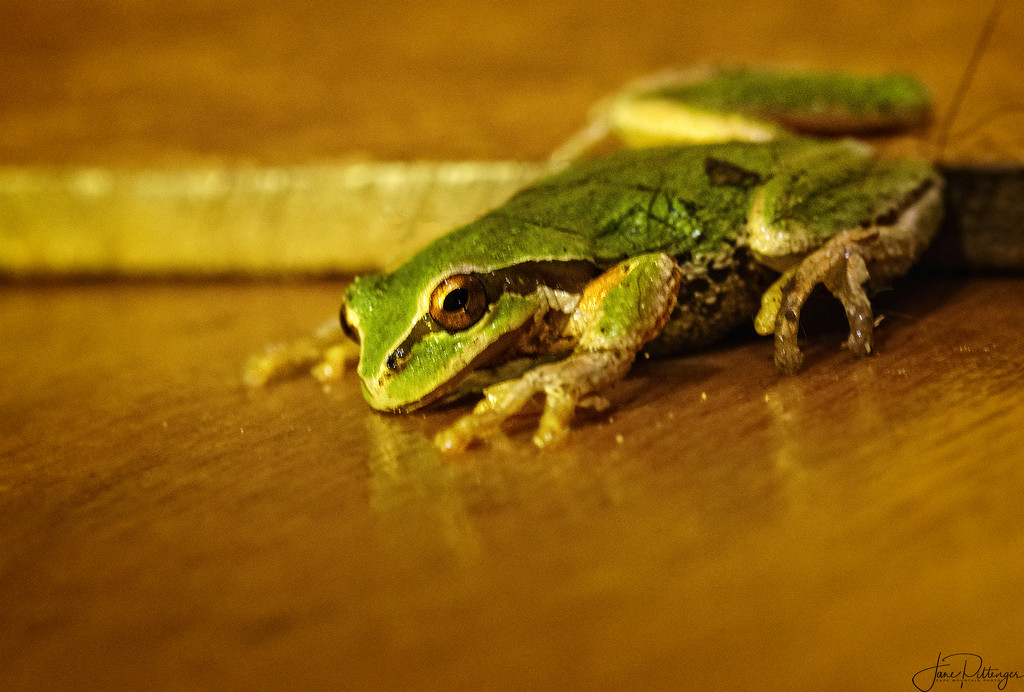 Tree Frog Comes To Visit  by jgpittenger