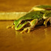 Tree Frog Comes To Visit  by jgpittenger