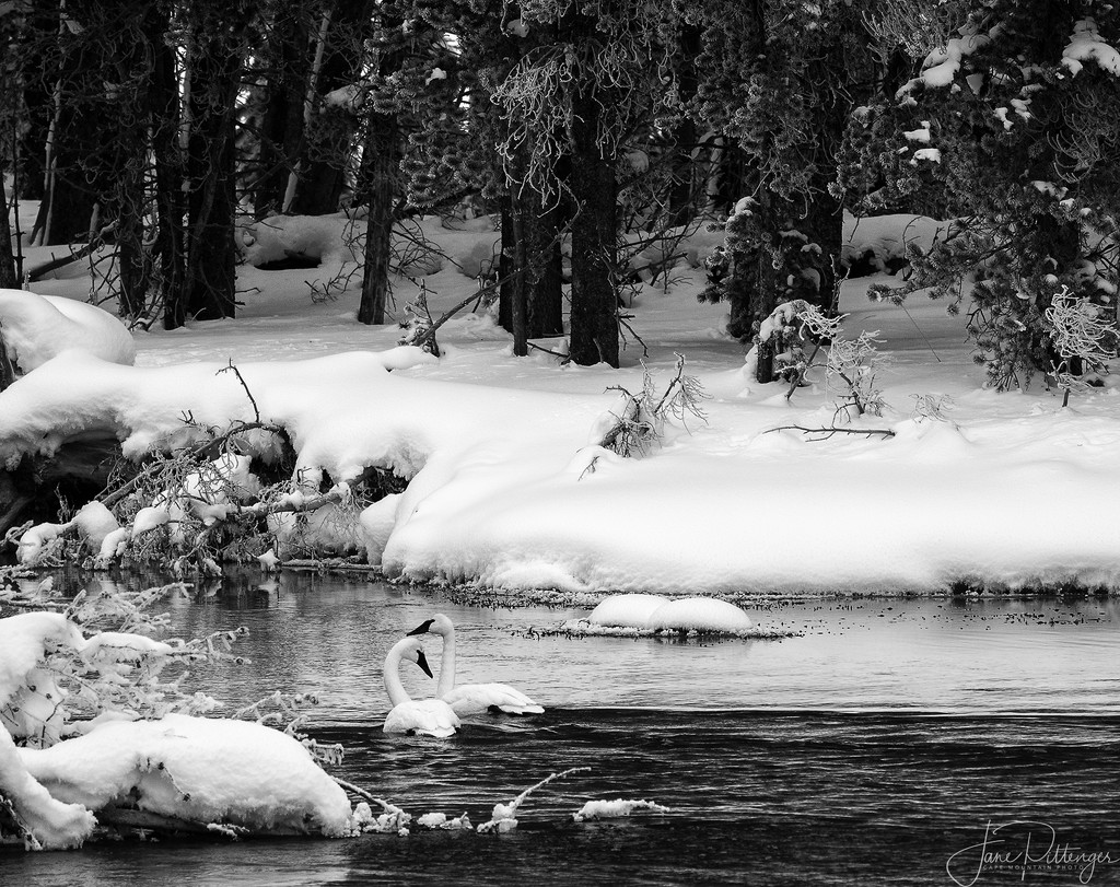 Trumpeter Swans Sheltering Each Other Black and White by jgpittenger