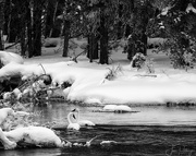 6th Feb 2018 - Trumpeter Swans Sheltering Each Other Black and White
