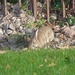 Cute Healthy Bunny in our Garden by susiemc