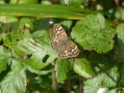 12th Oct 2017 -  Speckled Wood