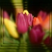 tulip border by sarah19
