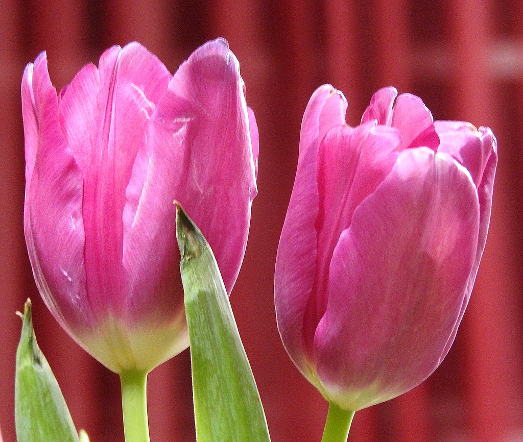 Two tulips! by homeschoolmom