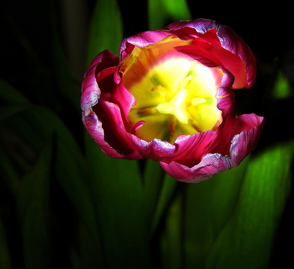 Spotlight on a Tulip by homeschoolmom