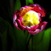 Spotlight on a Tulip by homeschoolmom