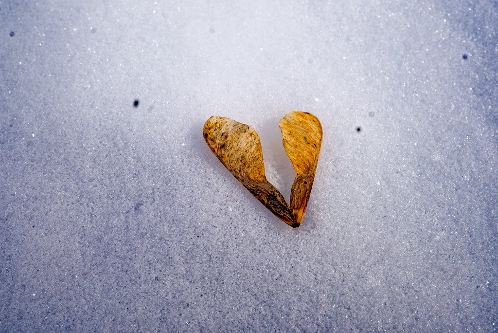 Maple Seeds on Snow by rminer